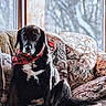 Georgia is registered to the contest to win money with this photo: dog, black_dog, scarf, red_scarf, couch, floral_pattern, indoor, window, winter_background, pet, sitting, calm, cozy, domestic, animal, furniture, portrait, home, relaxed, companion