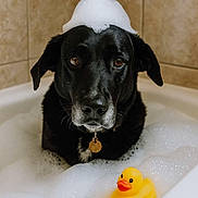 Georgia joined the competition — help win amazing prizes! dog, black_dog, bathtub, foam, bubbles, rubber_duck, bathroom, tile_wall, pet, cute, portrait, water, wet, animal, domestic_animal, indoors, sitting, looking_at_camera, funny, bubble_hat