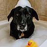 dog, black_dog, bathtub, foam, bubbles, rubber_duck, bathroom, tile_wall, pet, cute, portrait, water, wet, animal, domestic_animal, indoors, sitting, looking_at_camera, funny, bubble_hat