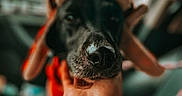 Georgia joined the competition — help win amazing prizes! animal, black_dog, blurred_background, canine, close_up, companion, cozy, cute, dog, domestic_animal, ears, friendly, hand, hat, indoor, mammal, nose, pet, portrait, warm_colors
