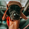 Georgia joined the competition — help win amazing prizes! dog, black_dog, hat, hand, close_up, pet, animal, canine, ears, nose, portrait, blurred_background, cozy, warm_colors, indoor, companion, friendly, cute, mammal, domestic_animal
