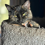 Peaches joined the competition — help win amazing prizes! cat, tortoiseshell, pet, animal, feline, green_eyes, fur, texture, sunlight, indoor, cozy, perch, relaxed, portrait, face, whiskers, ears, closeup, resting, domestic_cat
