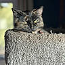 cat, tortoiseshell_cat, pet, indoor, cozy, cat_bed, feline, relaxed, sleepy, animal, fur, ears, eyes, soft_texture, home, window, daylight, closeup, resting, quiet