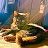 cat, tortoiseshell_cat, sunlight, indoor, relaxing, feline, fur, shadow, rainbow_light, cozy, pet, animal, resting, warm_light, closeup, domestic_cat, whiskers, ears, tail, texture