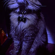 Lukas joined the competition — help win amazing prizes! animal, bow_tie, cat, close_up, collar, cute, domestic_cat, feline, fluffy, furry, indoor, long_hair, looking_up, mystical, night, pet, portrait, purple_lighting, sitting, whiskers