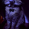 animal, bow_tie, cat, close_up, collar, cute, domestic_cat, feline, fluffy, furry, indoor, long_hair, looking_up, mystical, night, pet, portrait, purple_lighting, sitting, whiskers
