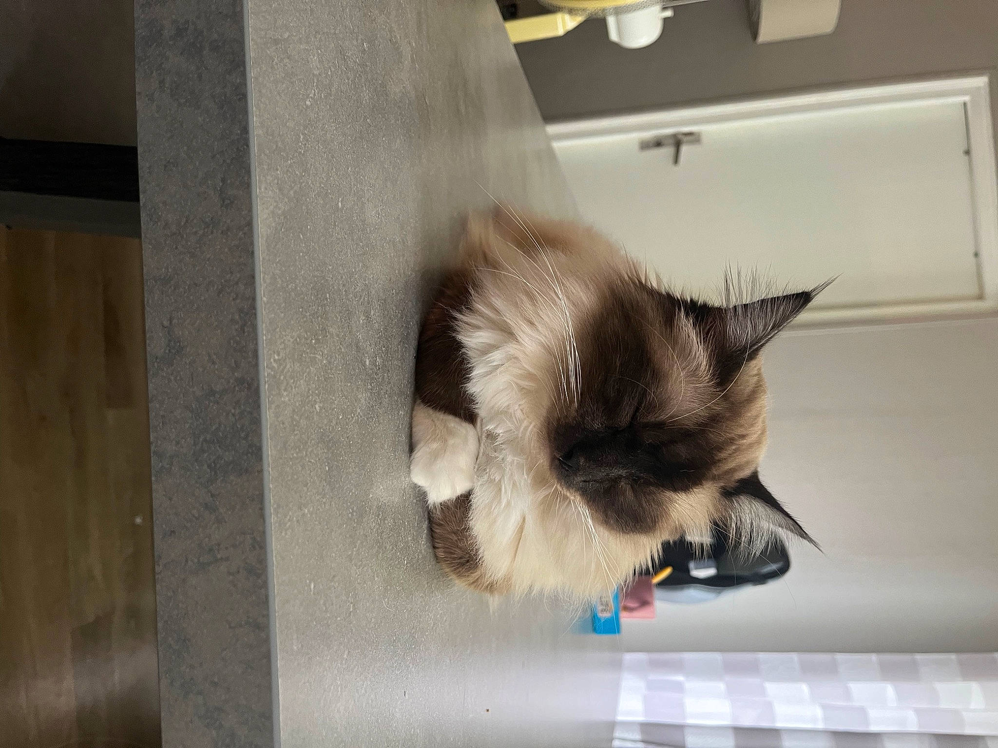 Tornade a rejoint le concours — aidez-le/la à gagner de superbes lots ! birman, carnivore, cat, fawn, felidae, flooring, fur, hardwood, paw, room, siamese, small_to_medium_sized_cats, snout, tail, whiskers, wood