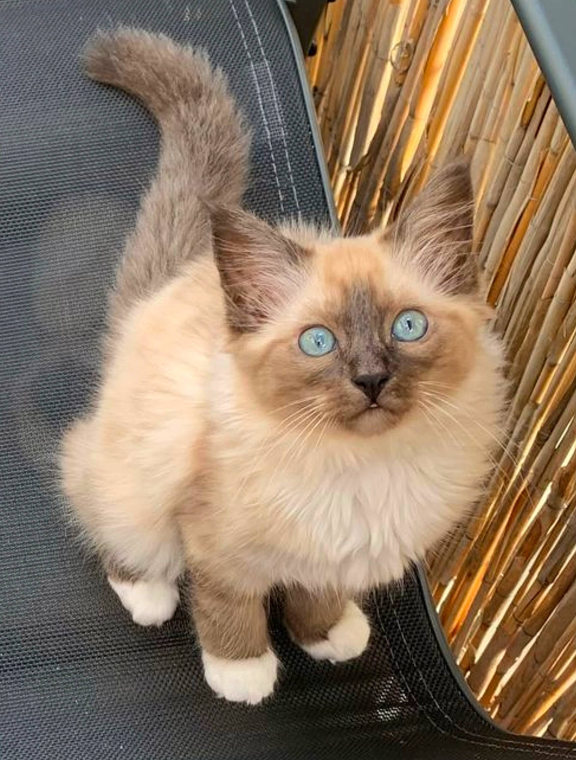 Tornade participe au concours pour gagner de l'argent avec cette photo : balinese, birman, carnivore, cat, claw, domestic_short_haired_cat, fawn, felidae, fur, paw, plant, ragdoll, small_to_medium_sized_cats, snout, tail, terrestrial_animal, thai, tonkinese, whiskers