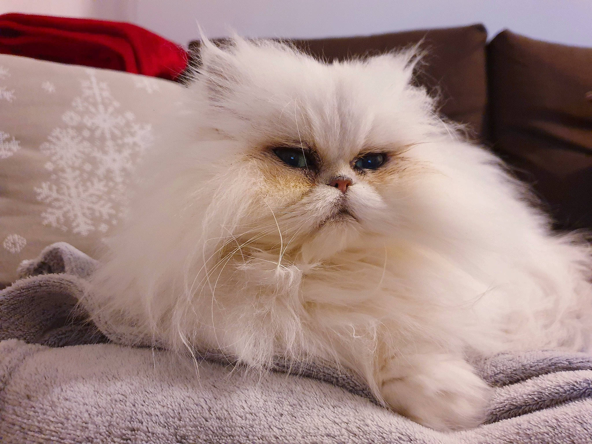 Eden a rejoint le concours — aidez-le/la à gagner de superbes lots ! carnivore, cat, comfort, fawn, felidae, fur, paw, persian, small_to_medium_sized_cats, snout, whiskers