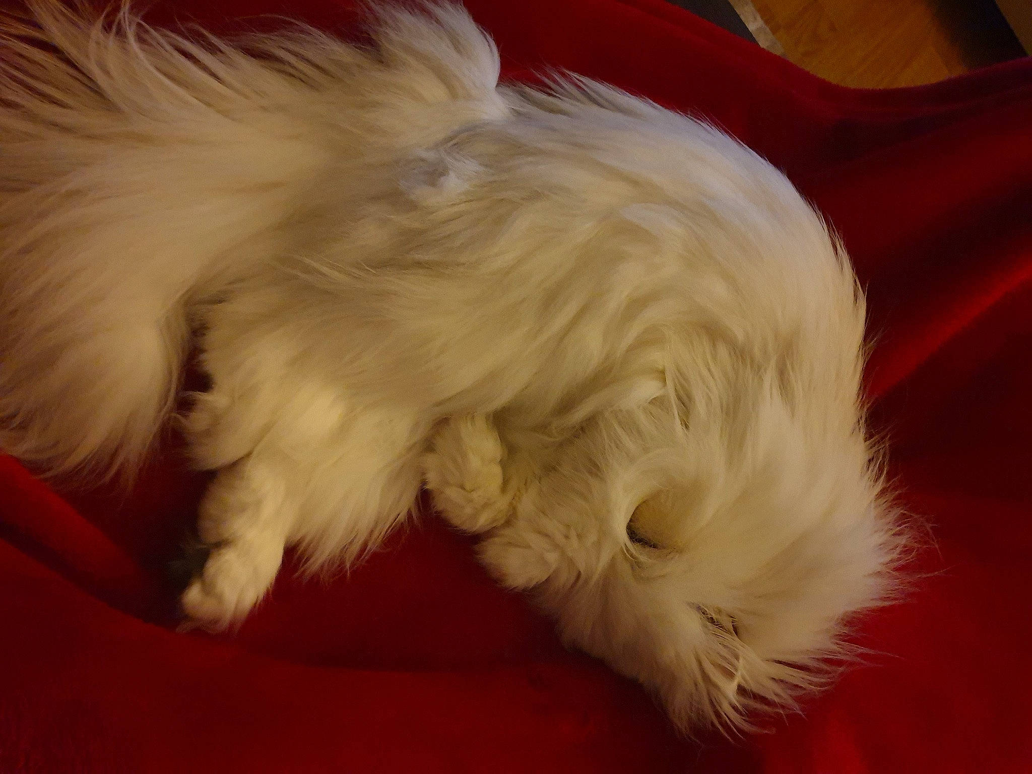 Eden a rejoint le concours — aidez-le/la à gagner de superbes lots ! bed, canidae, carnivore, cat, claw, comfort, companion_dog, dog_breed, fawn, felidae, fur, hardwood, nap, paw, small_to_medium_sized_cats, snout, sporting_group, tail, toy_dog, whiskers