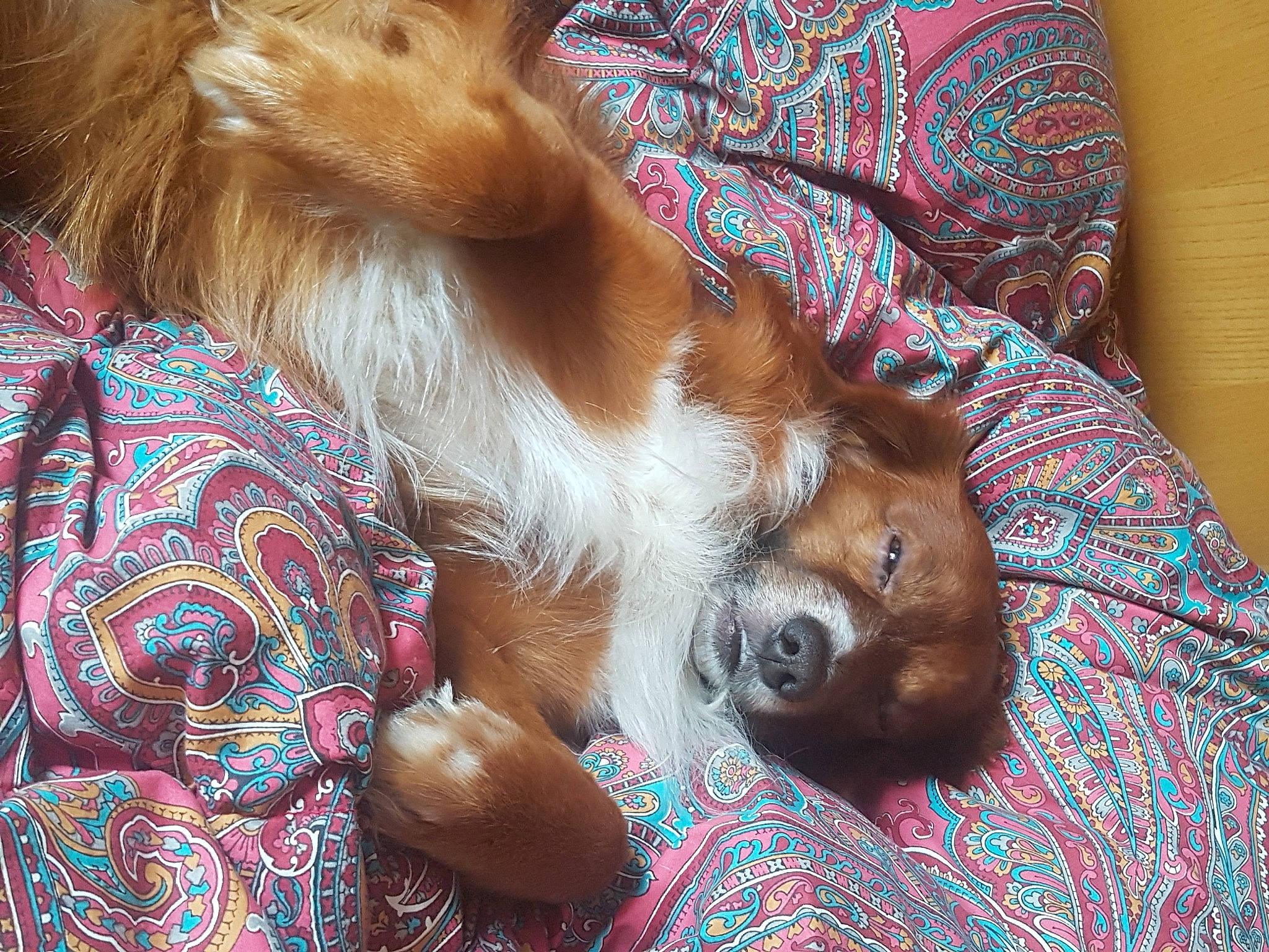 Taddy participe au concours pour gagner de l'argent avec cette photo : canidae, carnivore, cavalier_king_charles_spaniel, comfort, companion_dog, dog, dog_breed, dog_supply, fawn, fur, gun_dog, liver, nap, paw, puppy_love, spaniel, sporting_group, toy_dog, whiskers, working_animal