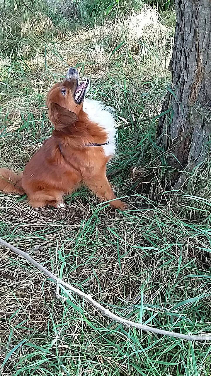 Taddy a rejoint le concours — aidez-le/la à gagner de superbes lots ! big_cats, canidae, carnivore, companion_dog, dog_breed, fawn, felidae, fur, grass, lion, liver, masai_lion, paw, plant, small_to_medium_sized_cats, sporting_group, tail, terrestrial_animal, twig, whiskers