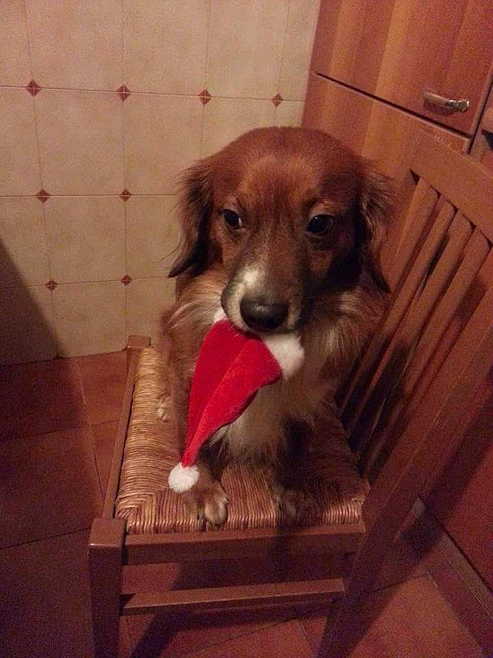 Taddy participe au concours pour gagner de l'argent avec cette photo : canidae, carnivore, companion_dog, dog, dog_breed, dog_crate, dog_supply, fawn, floor, flooring, fur, hardwood, liver, paw, pet_supply, snout, tints_and_shades, whiskers, wood, working_animal