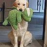 dog, golden_retriever, indoor, toy, plush_toy, green_toy, pet, animal, sitting, floor, kitchen, cabinet, obedient, cute, looking, mouth, fur, canine, companion, domestic