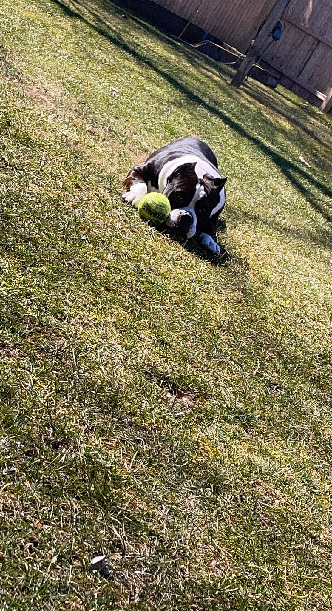 Droopy joined the competition — help win amazing prizes! canidae, field, flooring, garden, grass, grass_family, grassland, groundcover, human_leg, landscape, lawn, meadow, pasture, people_in_nature, plant, road_surface, shadow, shrub, soil, sporting_group