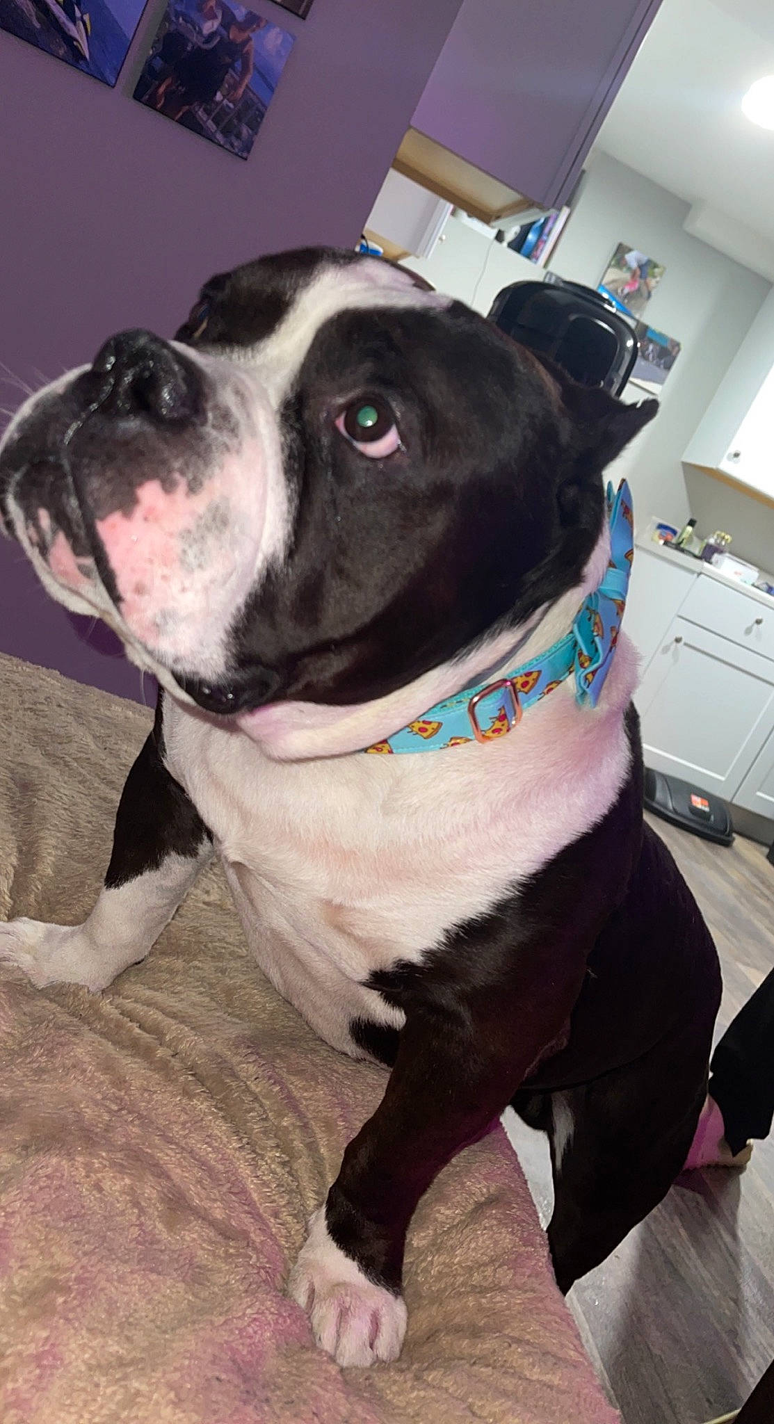 Droopy is registered to the contest to win money with this photo: boston_terrier, cabinetry, canidae, carnivore, collar, companion_dog, couch, dog, dog_breed, dog_collar, drawer, fawn, fur, leash, pet_supply, snout, sporting_group, whiskers, working_animal, working_dog