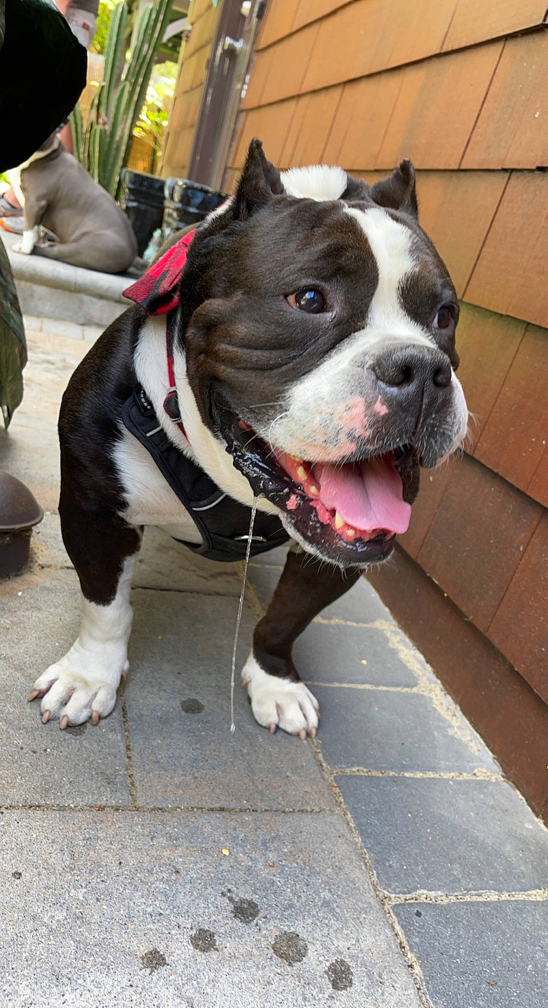 Droopy is registered to the contest to win money with this photo: bulldog, canidae, carnivore, collar, companion_dog, dog, dog_breed, dog_collar, fashion_accessory, fawn, fur, leash, molosser, non_sporting_group, snout, sporting_group, street, street_fashion, whiskers, working_animal