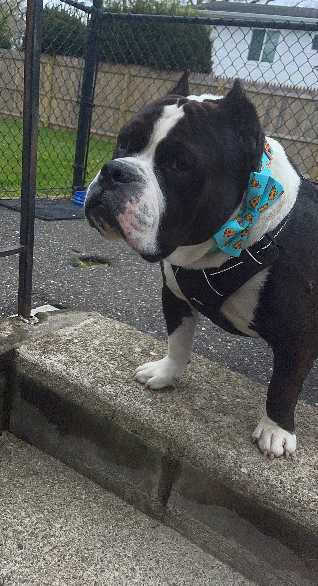 Droopy is registered to the contest to win money with this photo: bulldog, canidae, carnivore, collar, companion_dog, concrete, dog, dog_breed, dog_collar, fawn, fence, grass, leash, mesh, molosser, pet_supply, snout, sporting_group, wire_fencing, working_animal