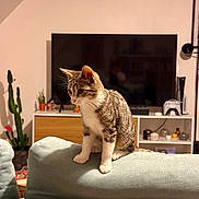 Alya a rejoint le concours — aidez-le/la à gagner de superbes lots ! cat, kitten, sofa, couch, living_room, television, tv, plant, cactus, controller, console, shelf, candles, decor, whiskers, paws, fur, indoor, pet, curious