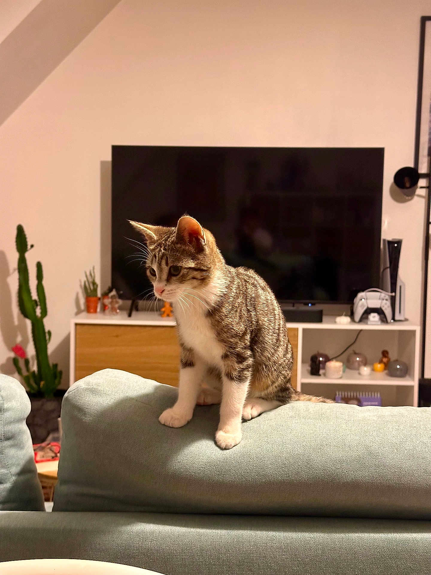 Alya a rejoint le concours — aidez-le/la à gagner de superbes lots ! cat, kitten, sofa, couch, living_room, television, tv, plant, cactus, controller, console, shelf, candles, decor, whiskers, paws, fur, indoor, pet, curious