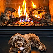 Kocoa Price joined the competition — help win amazing prizes! dog, puppy, fluffy, curly_coat, brown_dog, white_markings, lying_down, relaxed, front_facing, collar, dog_tag, fireplace, fire, flames, logs, hearth, indoors, cozy, wood_floor, portrait