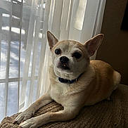 Buddy Dotson joined the competition — help win amazing prizes! blanket, chihuahua, collar, couch, cozy, curtain, dog, ears, eyes, fabric, indoor, nose, paws, pet, portrait, resting, shadow, sunlight, whiskers, window