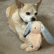 Buddy joined the competition — help win amazing prizes! dog, small_dog, tan_coat, white_coat, plush_toy, stuffed_animal, bunny, carpet, floor, paw, pet, animal, cute, toy, indoor, foot, toenails, home, relaxing, lying_down