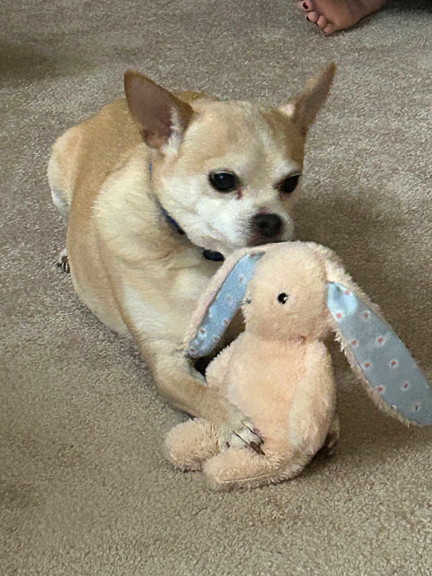 Buddy
