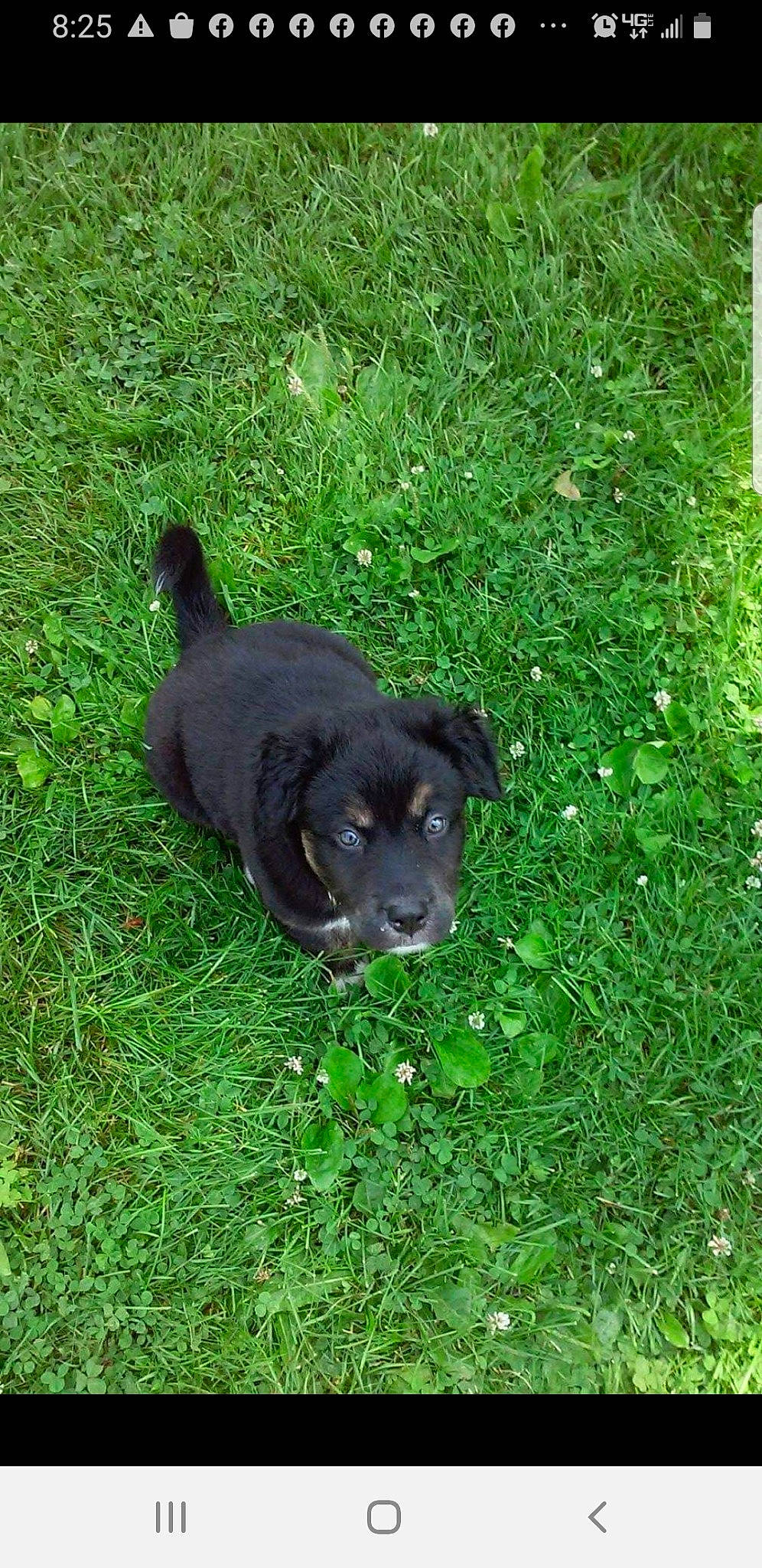 Mazie joined the competition — help win amazing prizes! borador, carnivore, companion_dog, dog, dog_breed, fur, grass, grassland, groundcover, liver, non_sporting_group, plant, sculpture, sporting_group, tail, terrestrial_animal, working_animal