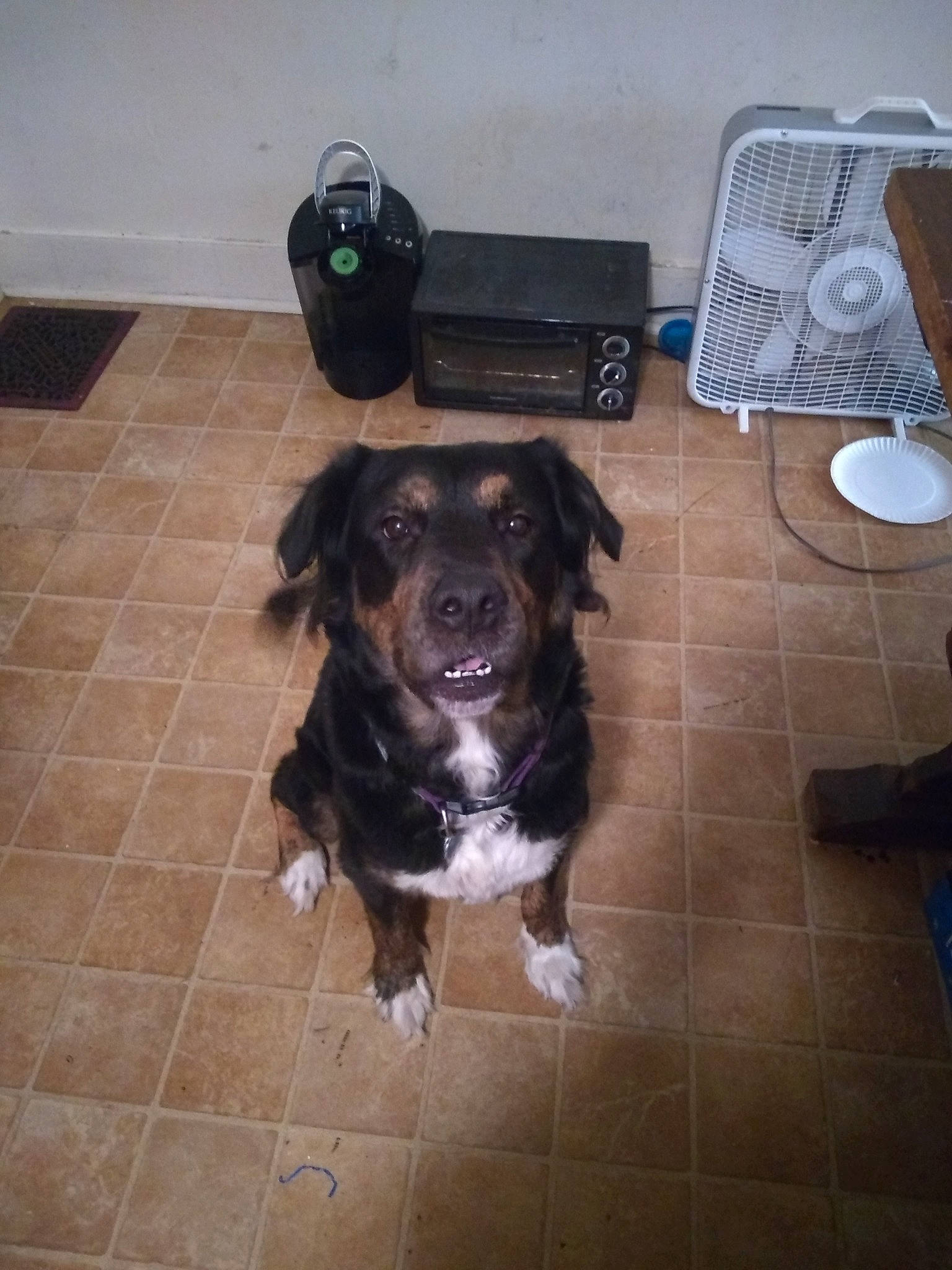 Mazie is registered to the contest to win money with this photo: borador, carnivore, companion_dog, dog, dog_breed, floor, flooring, fur, hardwood, liver, mechanical_fan, metal, sporting_group, tail, tile, working_animal