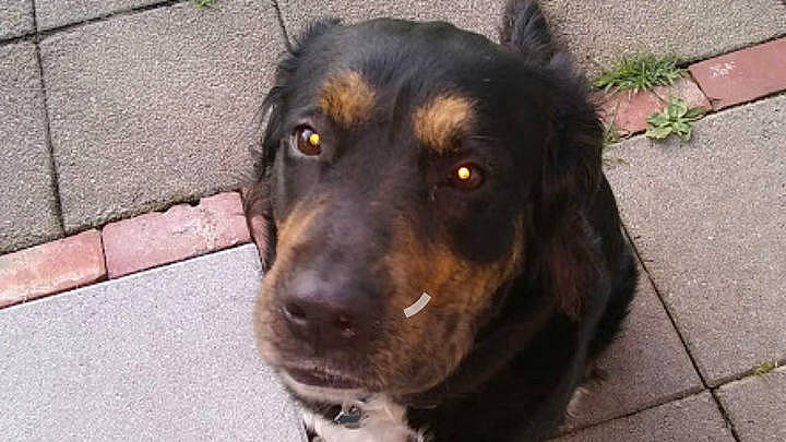 Mazie joined the competition — help win amazing prizes! ancient_dog_breeds, borador, canidae, carnivore, companion_dog, dog, dog_breed, fur, gaddi_kutta, grass, guard_dog, hunting_dog, liver, road_surface, rottweiler, snout, sporting_group, terrestrial_animal, working_animal, working_dog