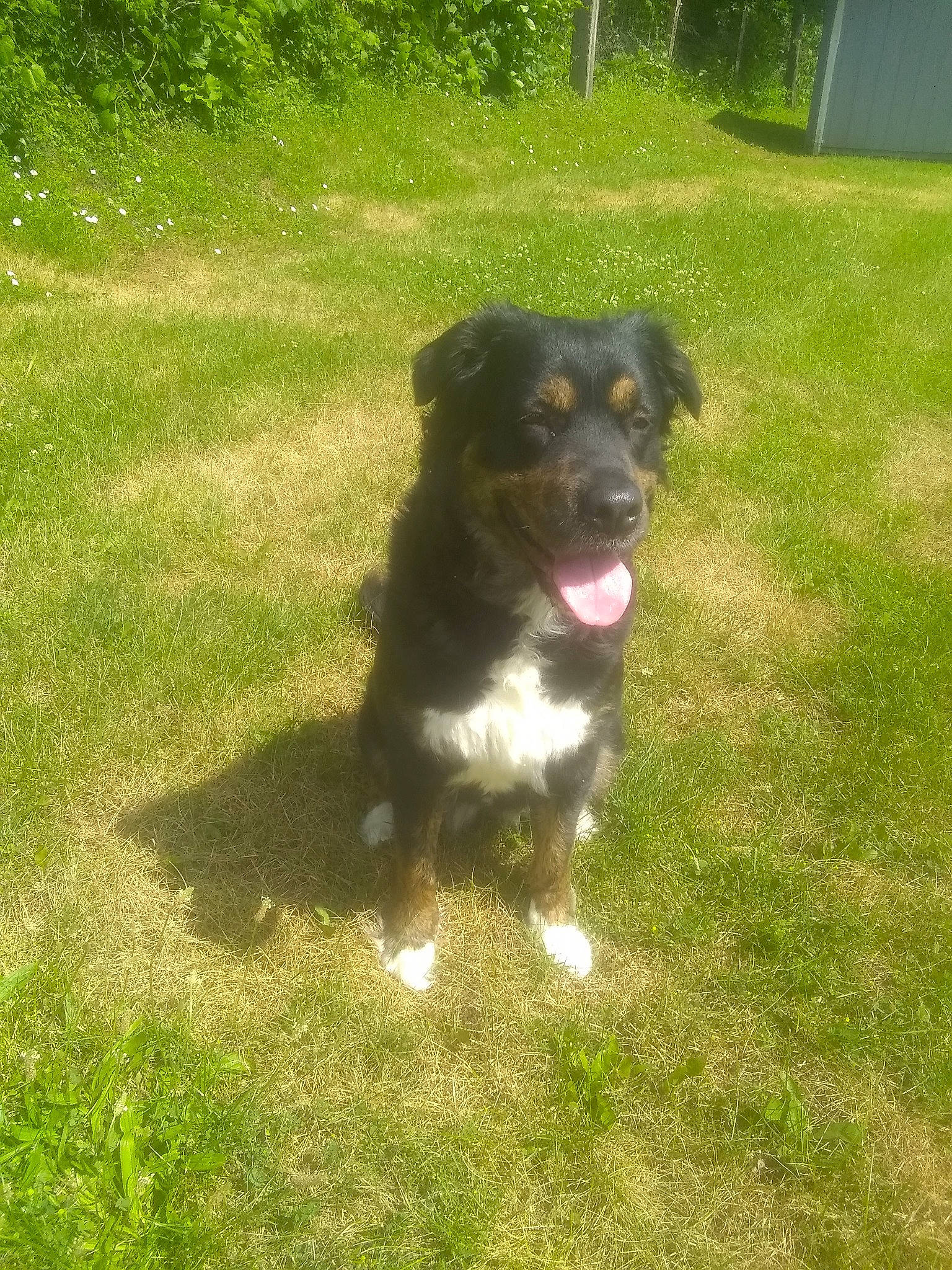 Mazie joined the competition — help win amazing prizes! borador, carnivore, companion_dog, dog, dog_breed, garden, grass, groundcover, guard_dog, herding_dog, lawn, plant, puppy, sporting_group, tail, terrestrial_animal, water_dog, working_animal, working_dog, yard