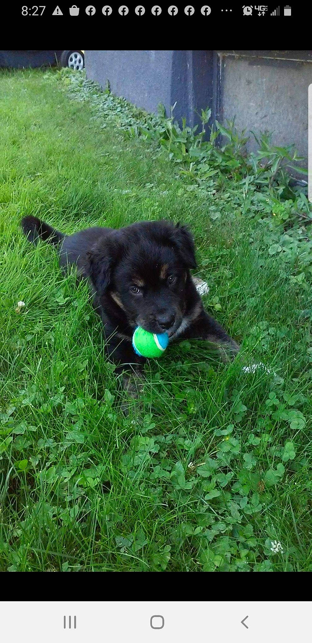 Mazie is registered to the contest to win money with this photo: borador, carnivore, collar, companion_dog, dog, dog_breed, dog_collar, fur, garden, grass, groundcover, liver, plant, puppy, shrub, snout, soil, sporting_group, tail, working_animal