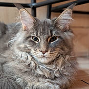 Ava participe au concours pour gagner de l'argent avec cette photo : animal, cat, close_up, cute, domestic_cat, ears, feline, floor, fluffy, fur, gray, indoor, laying_down, muzzle, pet, portrait, relaxed, tabby, whiskers, wooden_floor