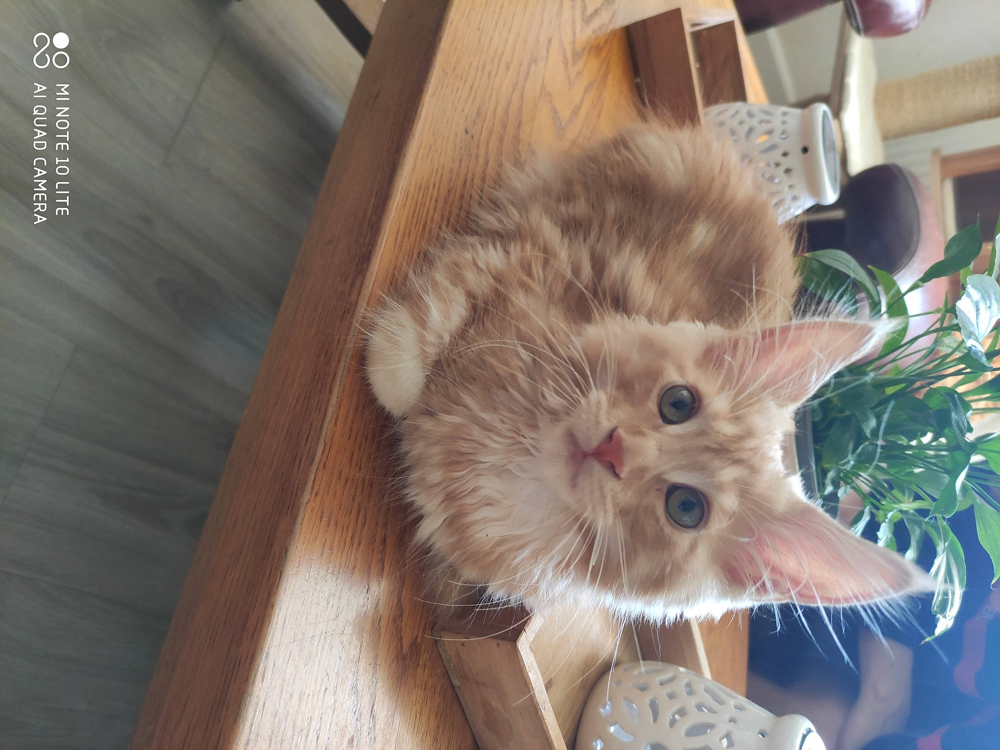 Tao a rejoint le concours — aidez-le/la à gagner de superbes lots ! canidae, carnivore, cat, claw, companion_dog, dog_breed, domestic_short_haired_cat, fawn, felidae, flooring, fur, hardwood, paw, plant, small_to_medium_sized_cats, snout, sporting_group, tail, whiskers, wood