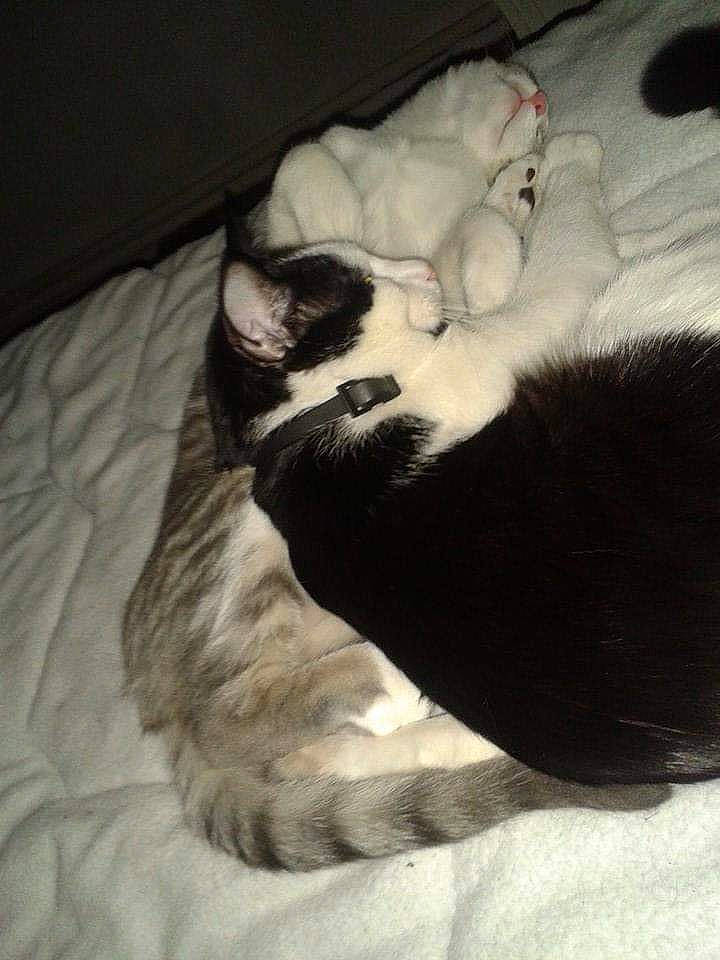 Spacy participe au concours pour gagner de l'argent avec cette photo : canidae, carnivore, cat, claw, cloud, comfort, companion_dog, dog_breed, domestic_short_haired_cat, felidae, fur, grey, human_leg, linens, paw, room, small_to_medium_sized_cats, sporting_group, tail, whiskers