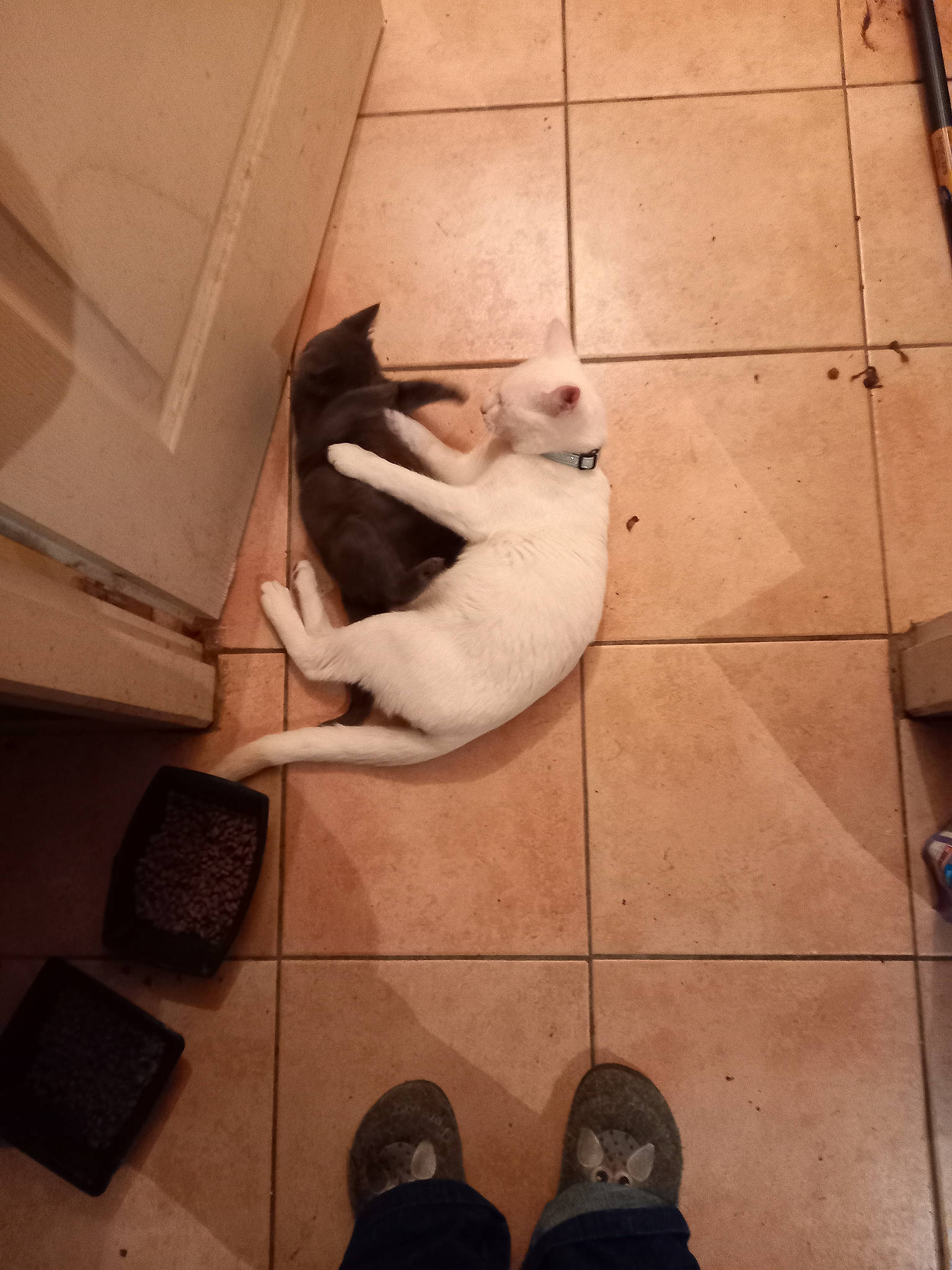 Les Inséparables Baby a rejoint le concours — aidez-le/la à gagner de superbes lots ! black, carnivore, cat, comfort, companion_dog, fawn, felidae, floor, flooring, grey, hardwood, line, shoe, small_to_medium_sized_cats, snapshot, tail, vertebrate, whiskers, white, wood