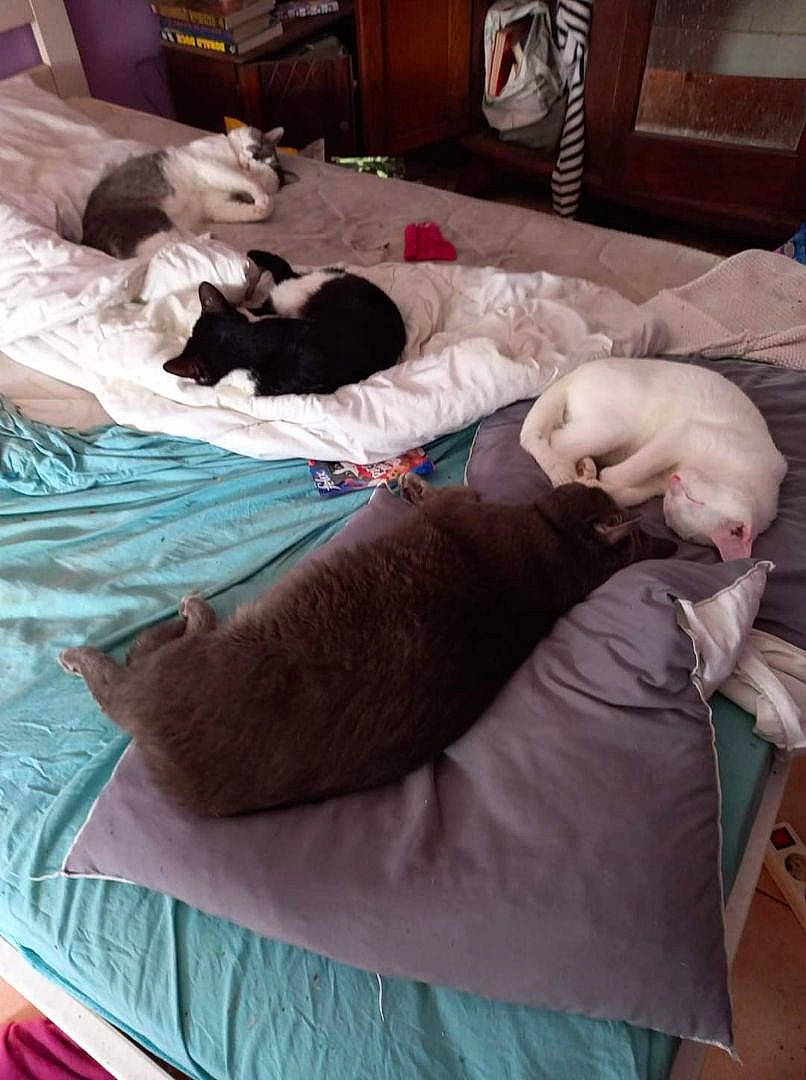 Les Inséparables Baby