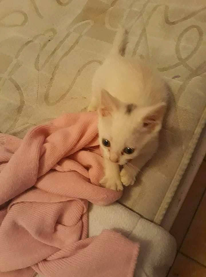 Flocon Dit Mimi a rejoint le concours — aidez-le/la à gagner de superbes lots ! asian, burmilla, carnivore, cat, colorpoint_shorthair, fawn, felidae, khao_manee, kitten, mammal, singapura, small_to_medium_sized_cats, tail, turkish_angora, turkish_van, whiskers