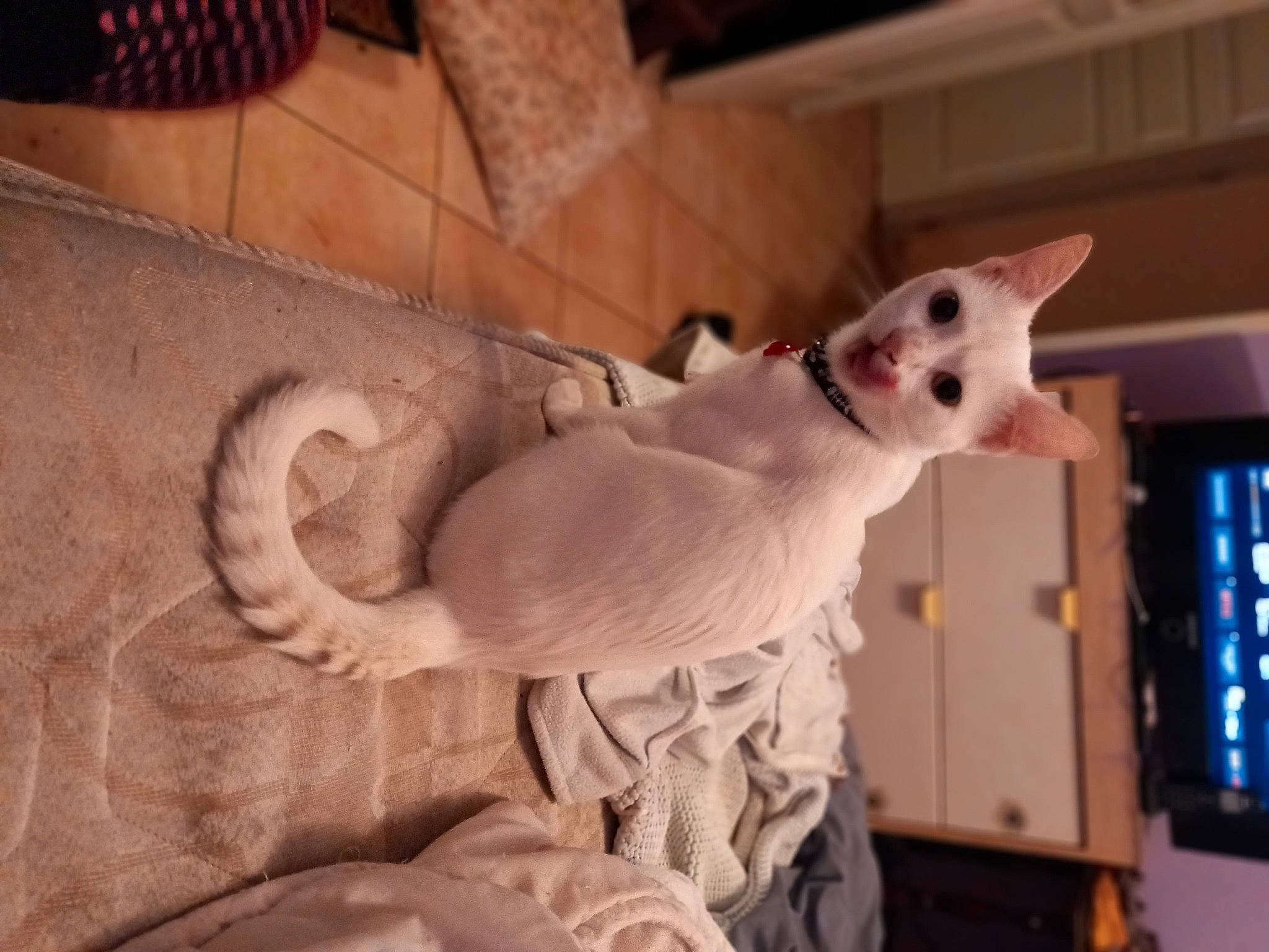 Flocon Dit Mimi participe au concours pour gagner de l'argent avec cette photo : carnivore, cat, comfort, domestic_short_haired_cat, fawn, felidae, flooring, fur, hardwood, paw, plaster, room, sculpture, small_to_medium_sized_cats, snout, tail, whiskers, wood