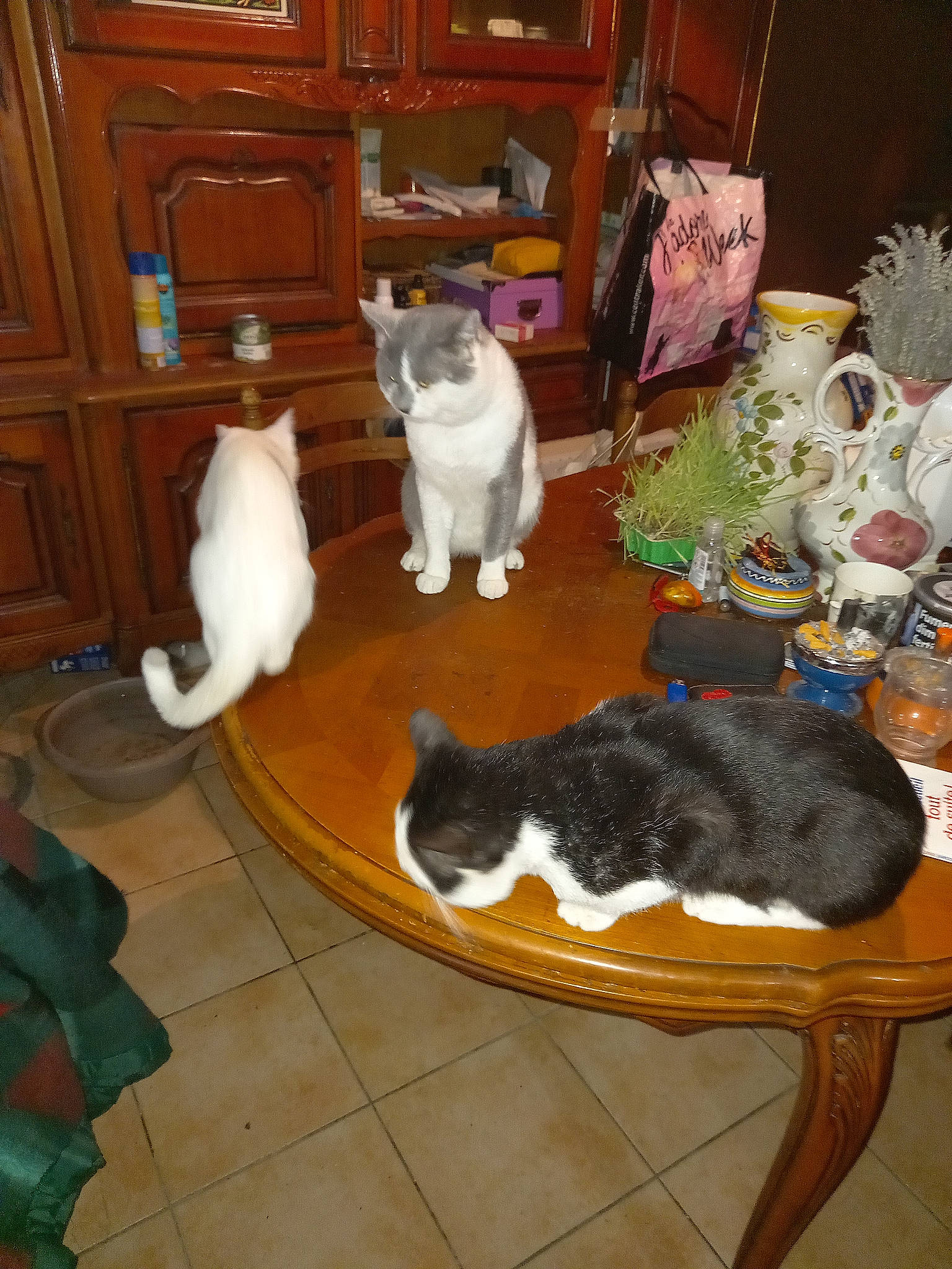 Mes Amours a rejoint le concours — aidez-le/la à gagner de superbes lots ! carnivore, cat, chair, comfort, companion_dog, dog_breed, fawn, felidae, floor, flooring, furniture, hardwood, houseplant, living_room, plant, small_to_medium_sized_cats, table, tail, whiskers, wood