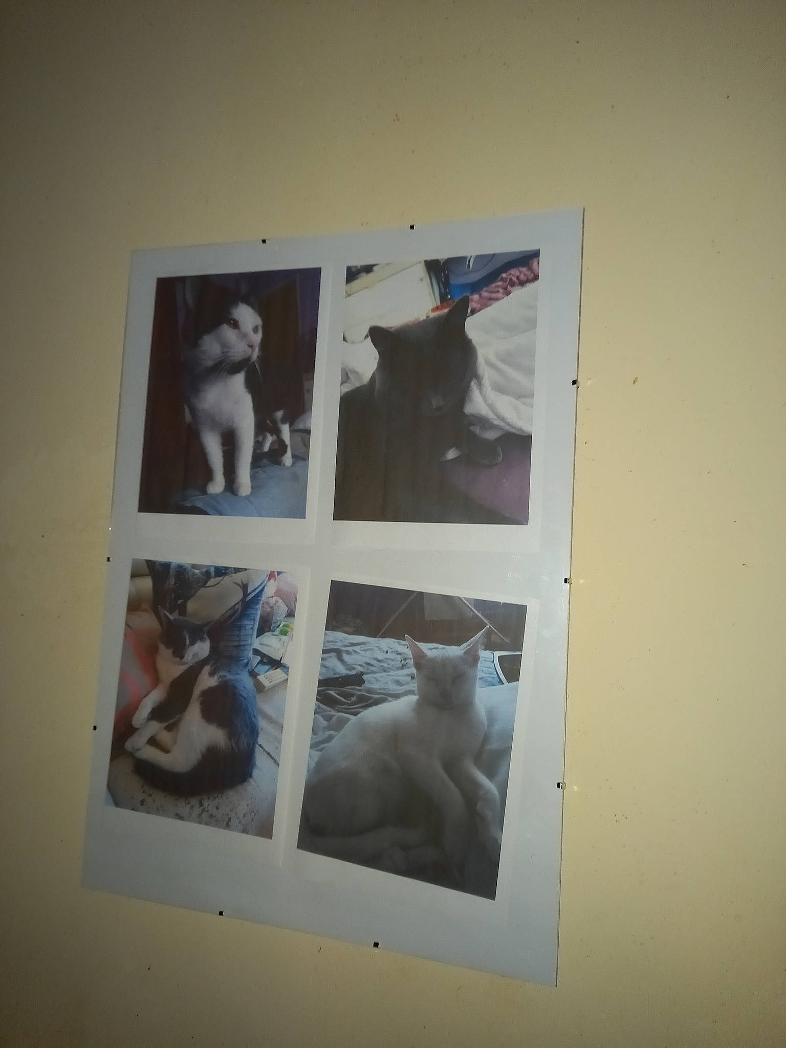 Mes Amours a rejoint le concours — aidez-le/la à gagner de superbes lots ! art, art_exhibition, carnivore, cat, collection, exhibition, felidae, grey, illustration, paint, painting, paper, rectangle, room, small_to_medium_sized_cats, tail, visual_arts, wood