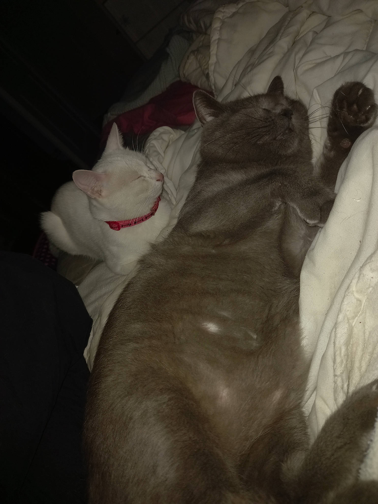 Mes Amours a rejoint le concours — aidez-le/la à gagner de superbes lots ! art, canidae, carmine, carnivore, cat, comfort, darkness, domestic_short_haired_cat, felidae, fur, grey, jaw, nap, paw, small_to_medium_sized_cats, snout, still_life_photography, tail, visual_arts, whiskers