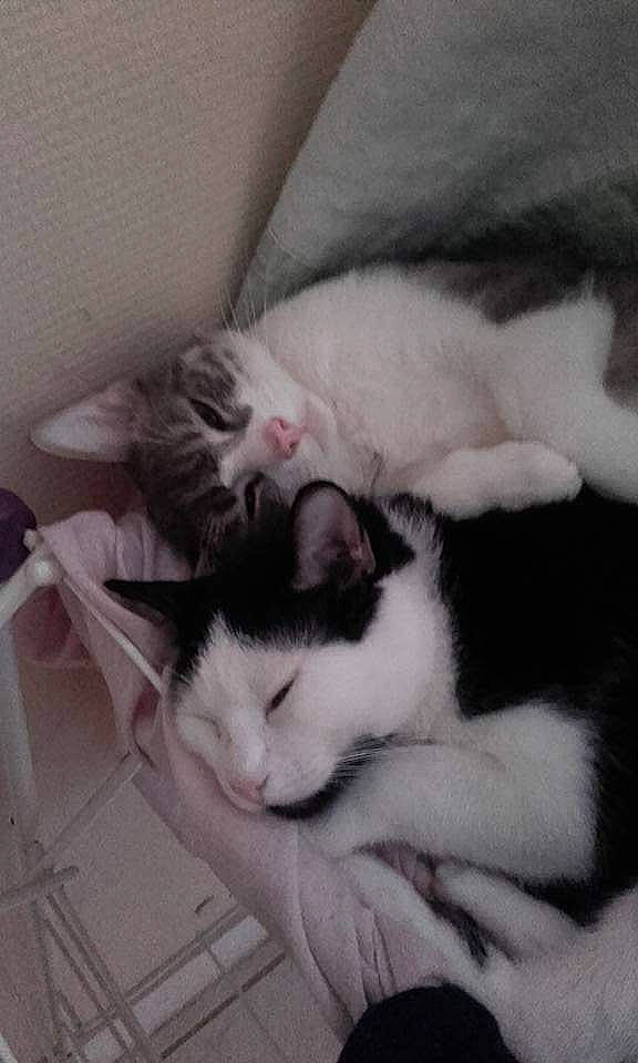 Tilou participe au concours pour gagner de l'argent avec cette photo : black_and_white, carnivore, cat, domestic_short_haired_cat, ear, felidae, fur, kitten, nap, polydactyl_cat, sleep, small_to_medium_sized_cats, tail, whiskers