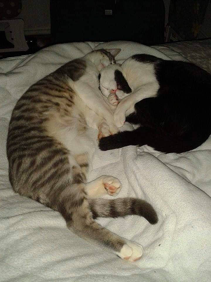 Tilou a rejoint le concours — aidez-le/la à gagner de superbes lots ! american_shorthair, carnivore, cat, domestic_short_haired_cat, european_shorthair, felidae, fur, kitten, paw, small_to_medium_sized_cats, tabby_cat, tail, whiskers