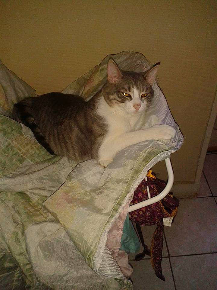 Tilou participe au concours pour gagner de l'argent avec cette photo : asian, carnivore, cat, domestic_short_haired_cat, european_shorthair, fawn, felidae, norwegian_forest_cat, small_to_medium_sized_cats, tail, whiskers