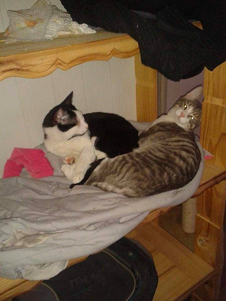 Tilou a rejoint le concours — aidez-le/la à gagner de superbes lots ! carnivore, cat, cat_bed, domestic_short_haired_cat, european_shorthair, felidae, furniture, small_to_medium_sized_cats, tail, whiskers