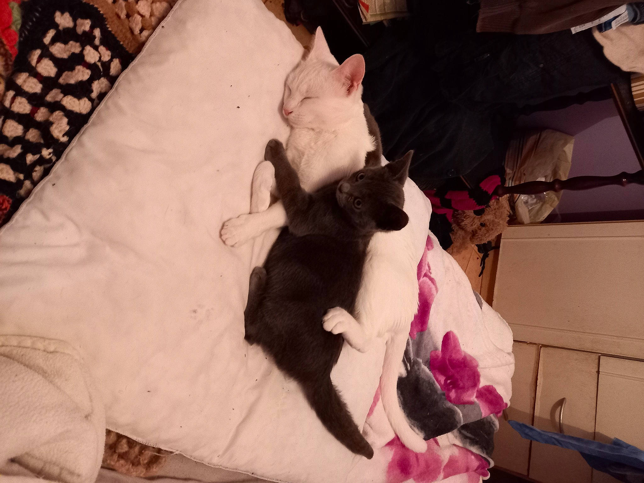 Mimi participe au concours pour gagner de l'argent avec cette photo : black_cat, canidae, carnivore, cat, comfort, companion_dog, couch, dog_breed, domestic_short_haired_cat, fawn, felidae, fur, linens, pattern, puppy, room, small_to_medium_sized_cats, sporting_group, tail, whiskers