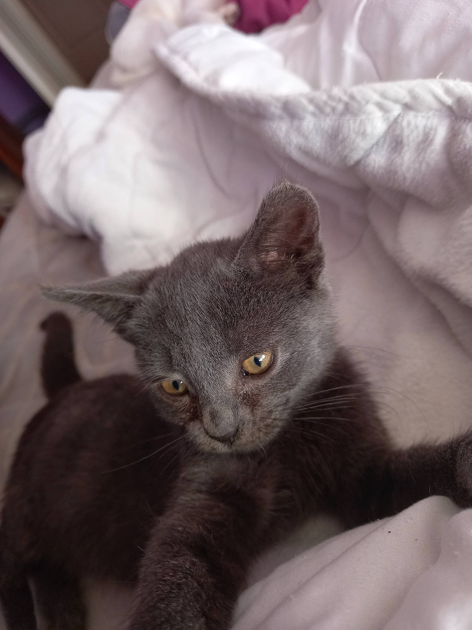 Mimi a rejoint le concours — aidez-le/la à gagner de superbes lots ! black_cat, carnivore, cat, claw, comfort, domestic_short_haired_cat, ear, eye, felidae, fur, grey, havana_brown, head, mammal, paw, russian_blue, small_to_medium_sized_cats, snout, tail, whiskers