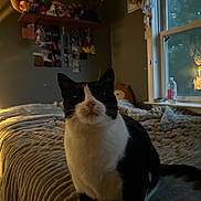 Meow Meow is registered to the contest to win money with this photo: cat, black_and_white, bed, blanket, window, indoor, cozy, pet, feline, curious, dim_lighting, bedroom, soft_light, texture, animal, domestic, resting_place, night, shadow, fur